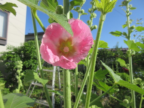 薪始末・墓始末・ねこの木、後ろ姿など_a0203003_09071965.jpg