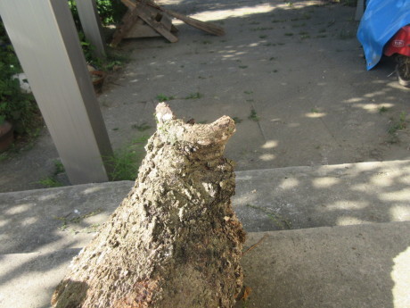 薪始末・墓始末・ねこの木、後ろ姿など_a0203003_09073100.jpg