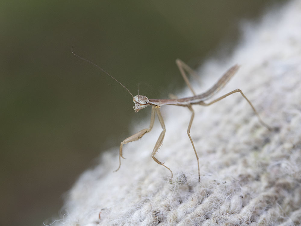 カマキリの赤ちゃんと野良猫に和む ﾟｰﾟ 小さな庭と めだかのいる暮らし