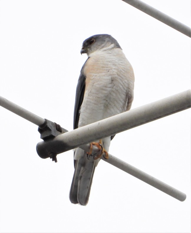 ツミくん さいたまの野鳥