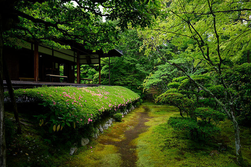 青葉巡り＠妙心寺塔頭　桂春院・其の二_f0032011_19281206.jpg