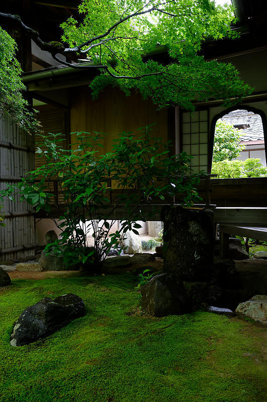 青葉巡り＠妙心寺塔頭　桂春院・其の二_f0032011_19281228.jpg