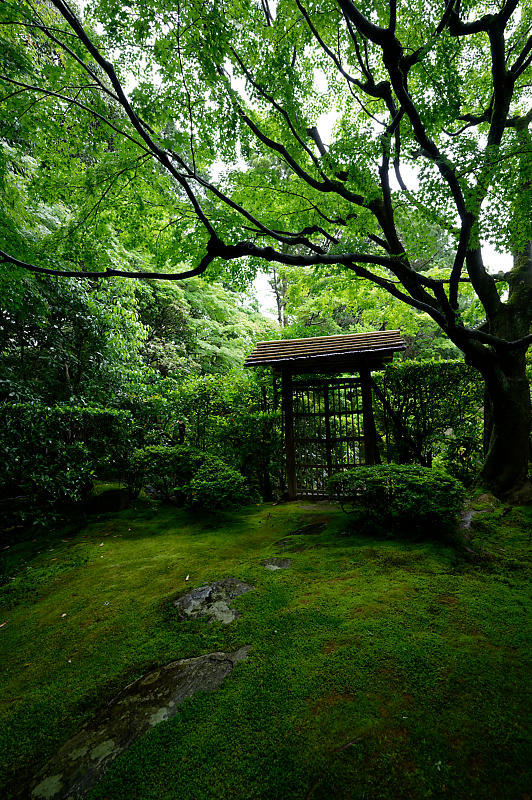 青葉巡り@妙心寺塔頭 桂春院・其の二_f0032011_19281287.jpg