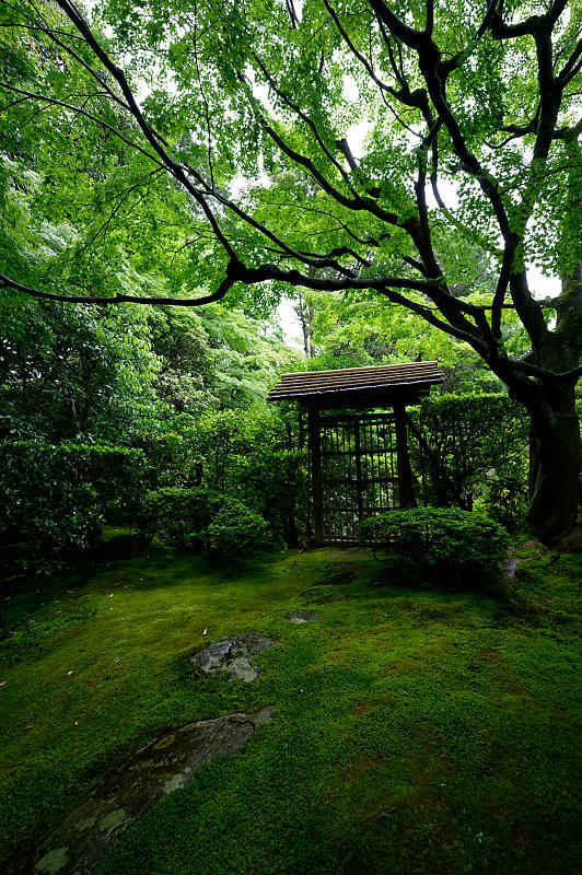 青葉巡り＠妙心寺塔頭　桂春院・其の二_f0032011_19281287.jpg