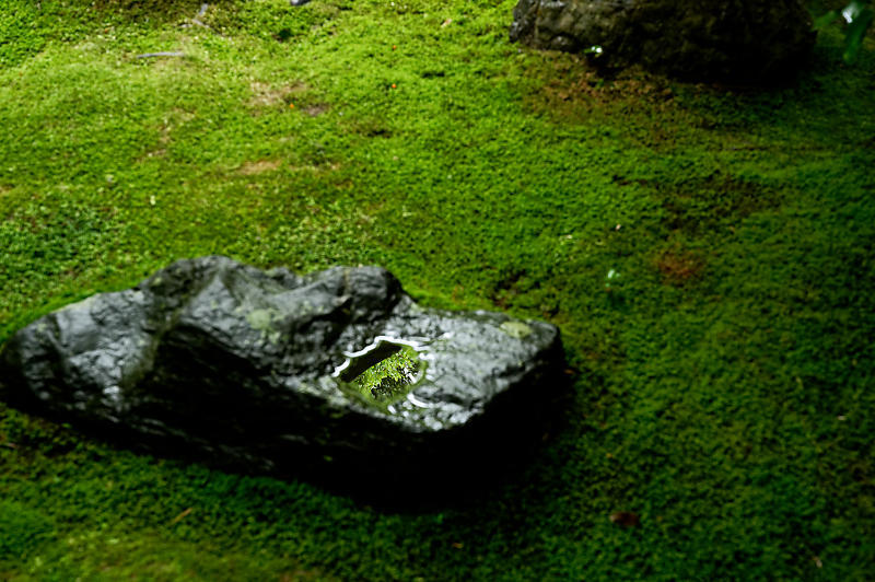 青葉巡り＠妙心寺塔頭　桂春院・其の二_f0032011_19314810.jpg