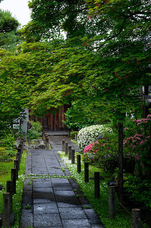 青葉巡り@妙心寺塔頭 桂春院・其の二_f0032011_19314823.jpg