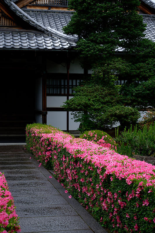 青葉巡り@妙心寺塔頭 桂春院・其の二_f0032011_19314879.jpg