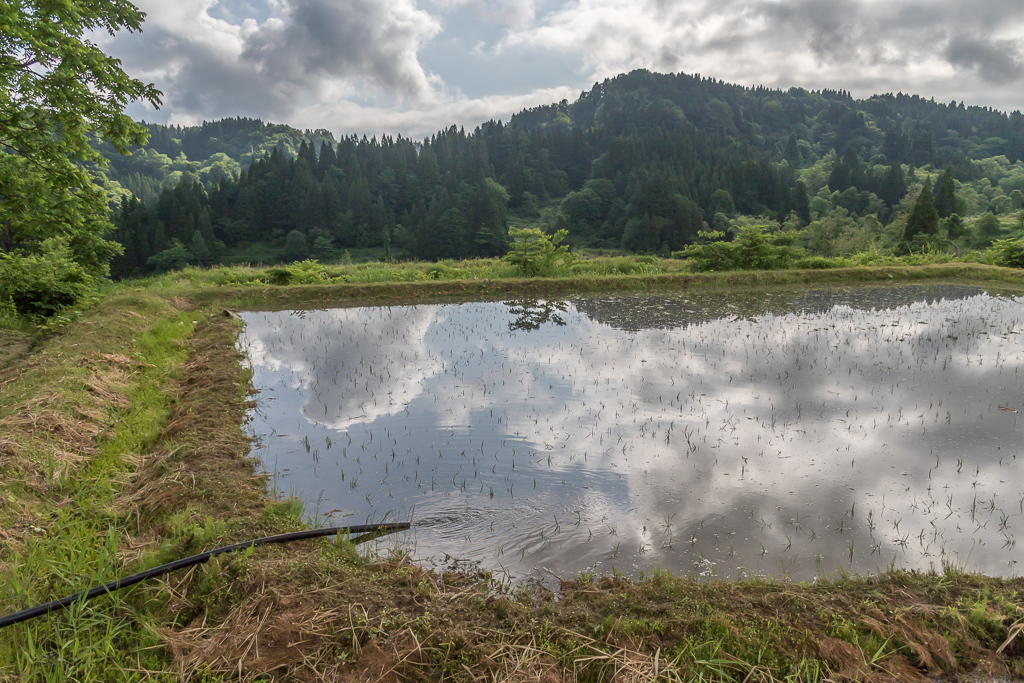 ようやく田植えに_b0010915_10323360.jpg