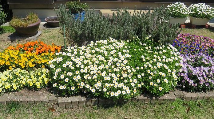 年6月12日 春花壇の思い出 今日の風に吹かれましょう