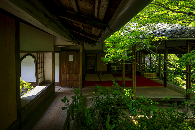 新緑まぶしい桂春院_f0155048_23544830.jpg