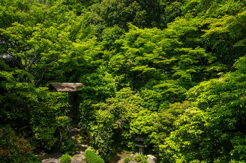 新緑まぶしい桂春院_f0155048_23551112.jpg