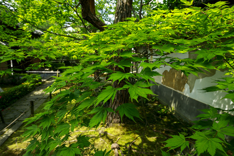 新緑まぶしい桂春院_f0155048_2357724.jpg
