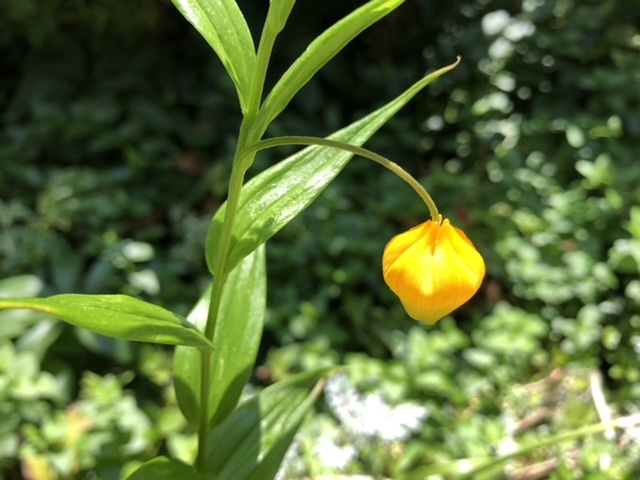 久しぶりで1つだけ咲いたサンダーソニア お散歩アルバム 賑やかな夏に 久しぶりで1つだけ咲いたサンダーソニア お散歩アルバム 賑やかな夏に