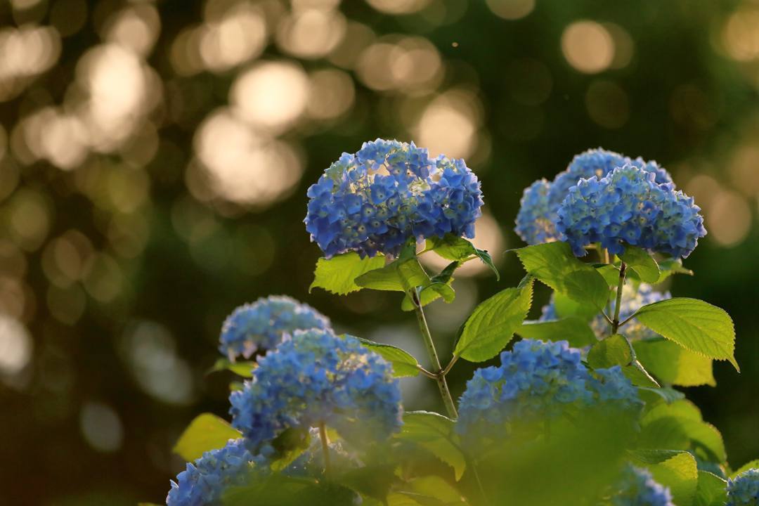 夕焼けに紫陽花_e0403850_22322733.jpg