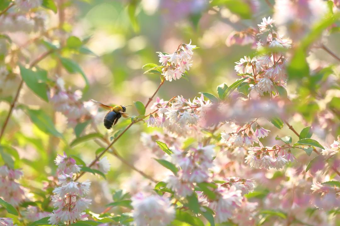 夕焼けに紫陽花_e0403850_22324779.jpg
