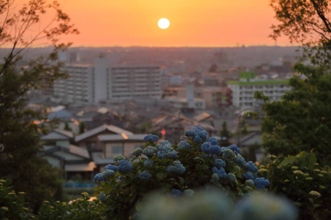 夕焼けに紫陽花_e0403850_22325834.jpg