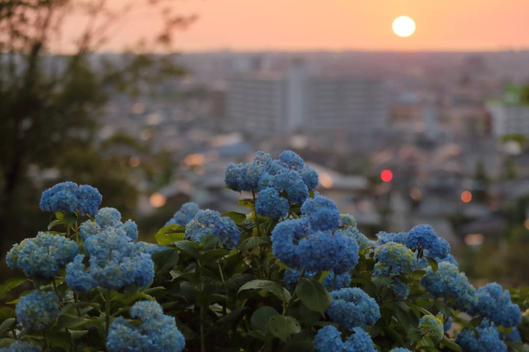 夕焼けに紫陽花_e0403850_22330361.jpg