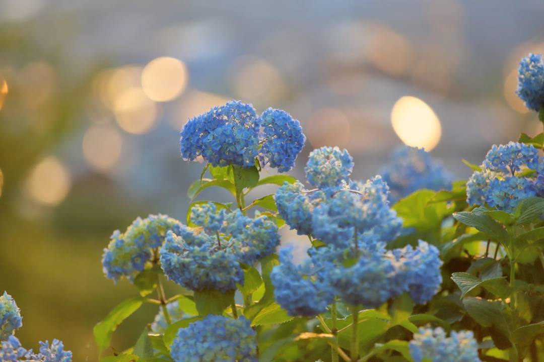 夕焼けに紫陽花_e0403850_22412254.jpg