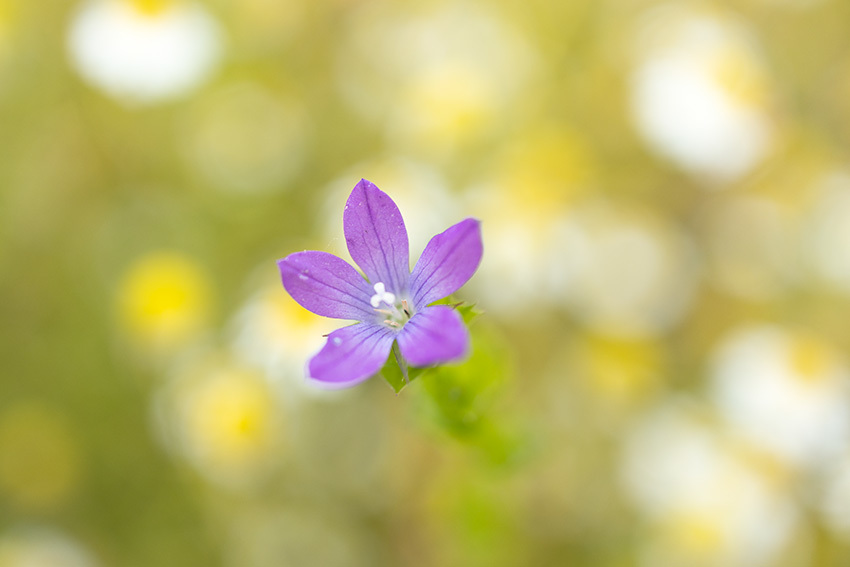 癒しの花 休日ｐｈｏｔｏブログ