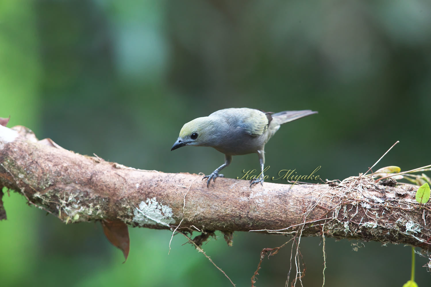 ヤシフウキンチョウ Palm Tanager エクアドル探鳥旅行記 ぼちぼち と 野鳥大好き O