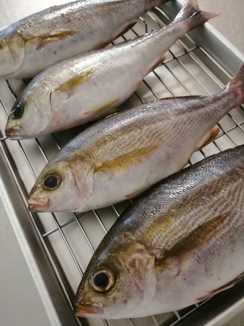 イサキは今が旬です 暮らしに活きる 愉しみ広がる 料理教室 レリッシュ イサキは今が旬です 暮らしに活きる 愉しみ広がる 料理教室 レリッシュ