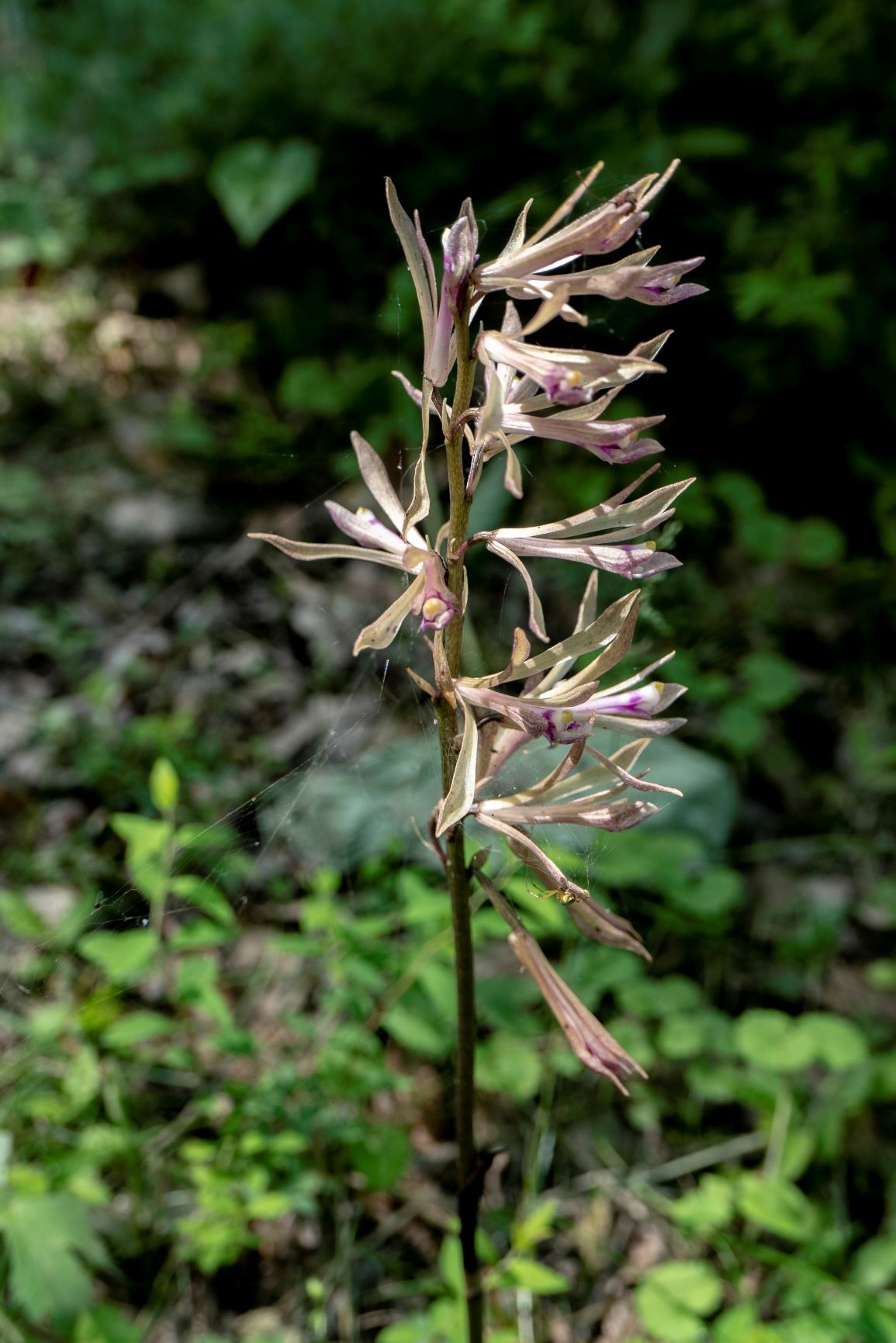 かけがいのない一時 風