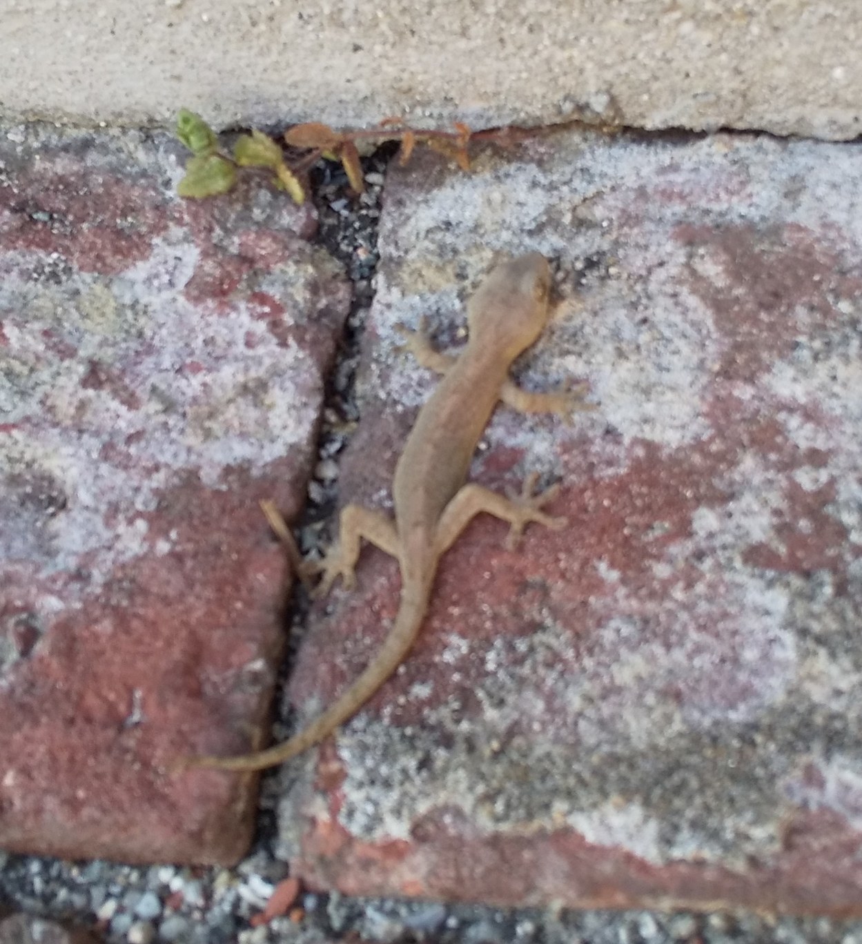 &#127774; とっても暑い暑い日 &#127774; かわいいヤモリちゃん &#129422; お散歩 &#127773; 私はいろいろ打合わせ &#127773;_f0061067_22030742.jpg