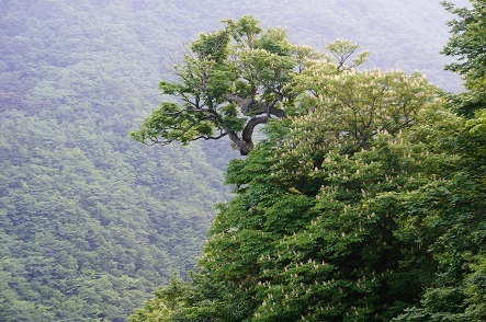 原生林に咲くシロヤシオ　　楊枝の森_c0303868_04063956.jpg