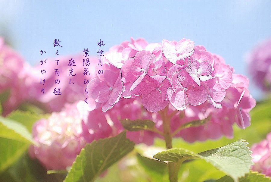 水無月の頃_c0187781_13092788.jpg