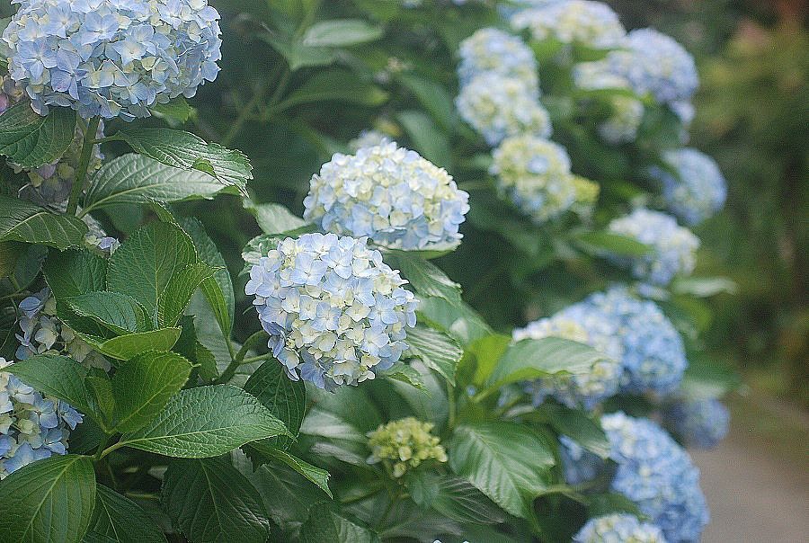 水無月の頃_c0187781_13141346.jpg