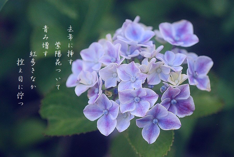 水無月の頃_c0187781_19455298.jpg
