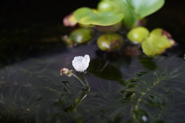 アナカリス Studio Okamoto の 徒然日記