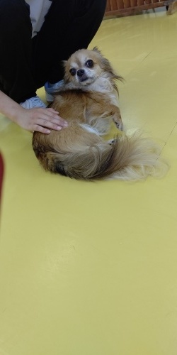 涼しいドッグラン_f0357682_13273775.jpg