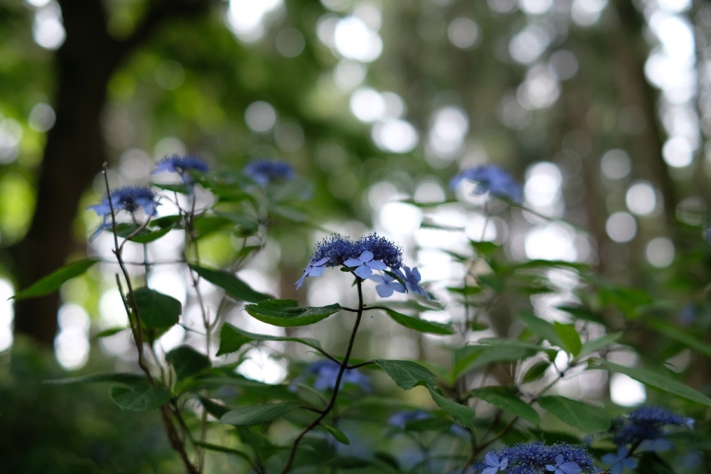 紫陽花 ３ 水戸八幡宮にて ２０２０ ０６ ０６ 常陸のt S Blog