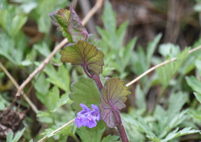 カキドオシ・シソ科_d0321585_13445929.jpg