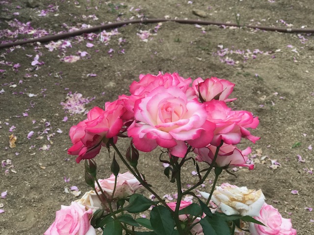 よい季節よい時間。_a0050302_11403539.jpg