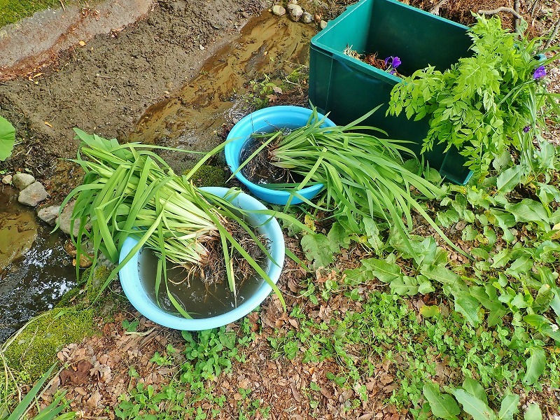 毘沙門堂の石垣脇の水路へ水芭蕉などを移植しました_c0336902_16135249.jpg