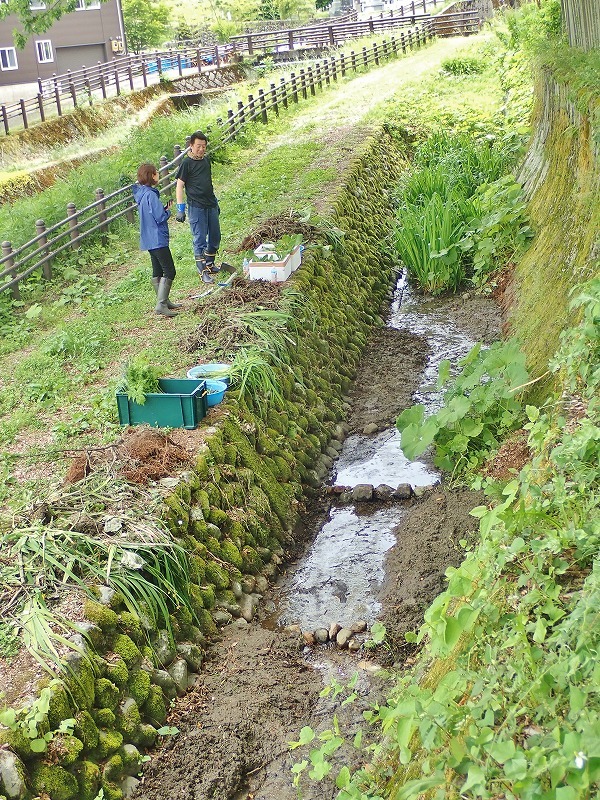 毘沙門堂の石垣脇の水路へ水芭蕉などを移植しました_c0336902_16135964.jpg