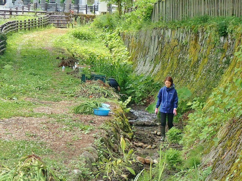 毘沙門堂の石垣脇の水路へ水芭蕉などを移植しました_c0336902_16141150.jpg