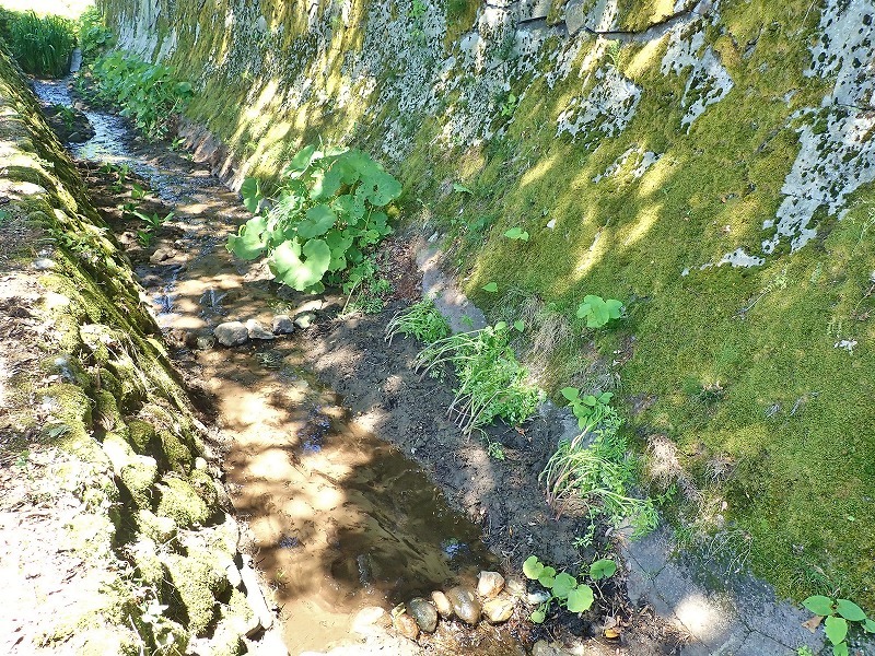 毘沙門堂の石垣脇の水路へ水芭蕉などを移植しました_c0336902_16141645.jpg