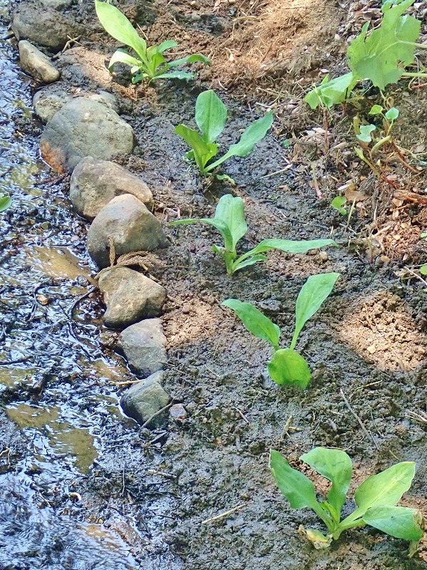 毘沙門堂の石垣脇の水路へ水芭蕉などを移植しました_c0336902_16142274.jpg