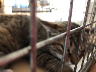 親子猫保護しました 青梅にゃんにゃん サークル Wish 親子猫保護しました 青梅にゃんにゃん サークル Wish