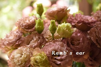 お花のご紹介 Ramb S Ear ﾗﾑｽﾞｲﾔｰ