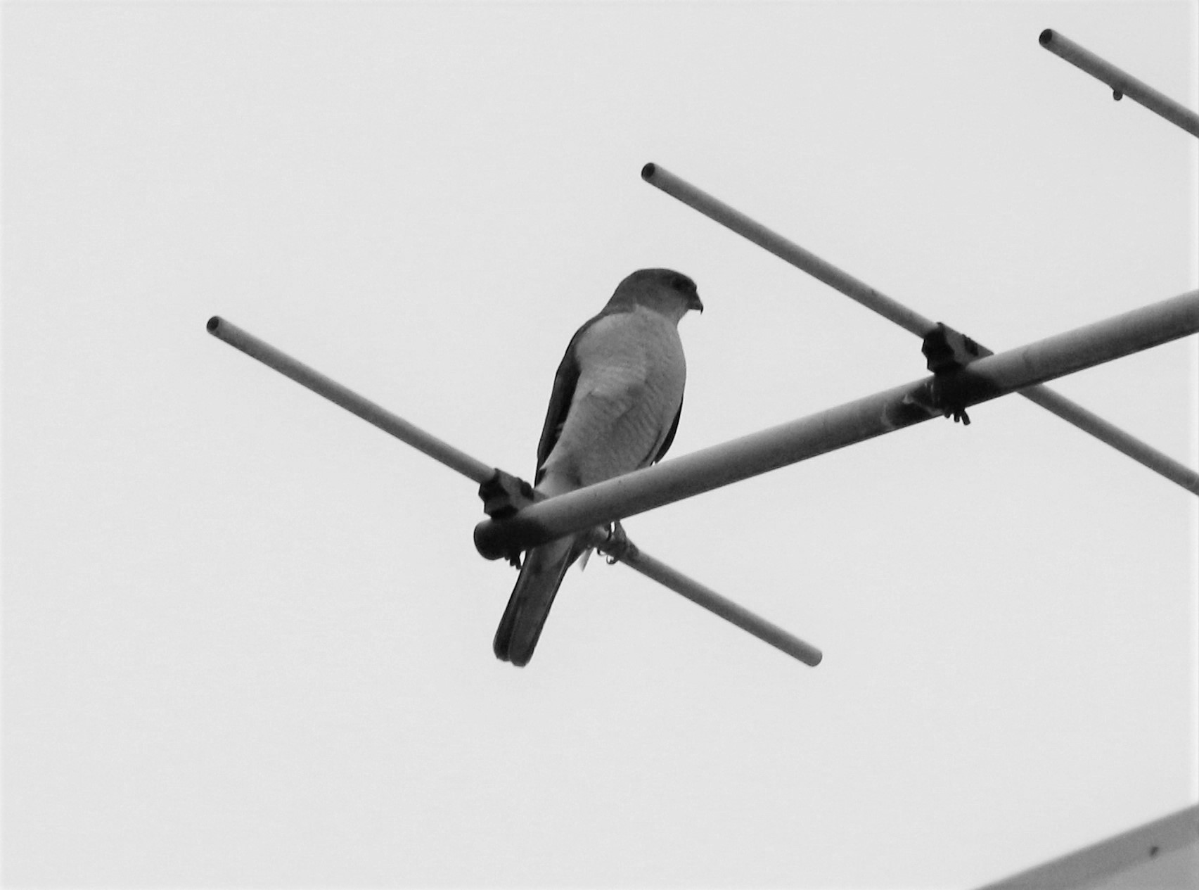 ツミくん さいたまの野鳥