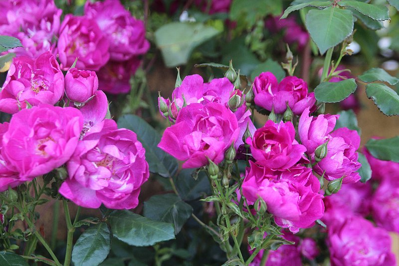 薔薇 ヴィオレッタ Yama好きhana好き