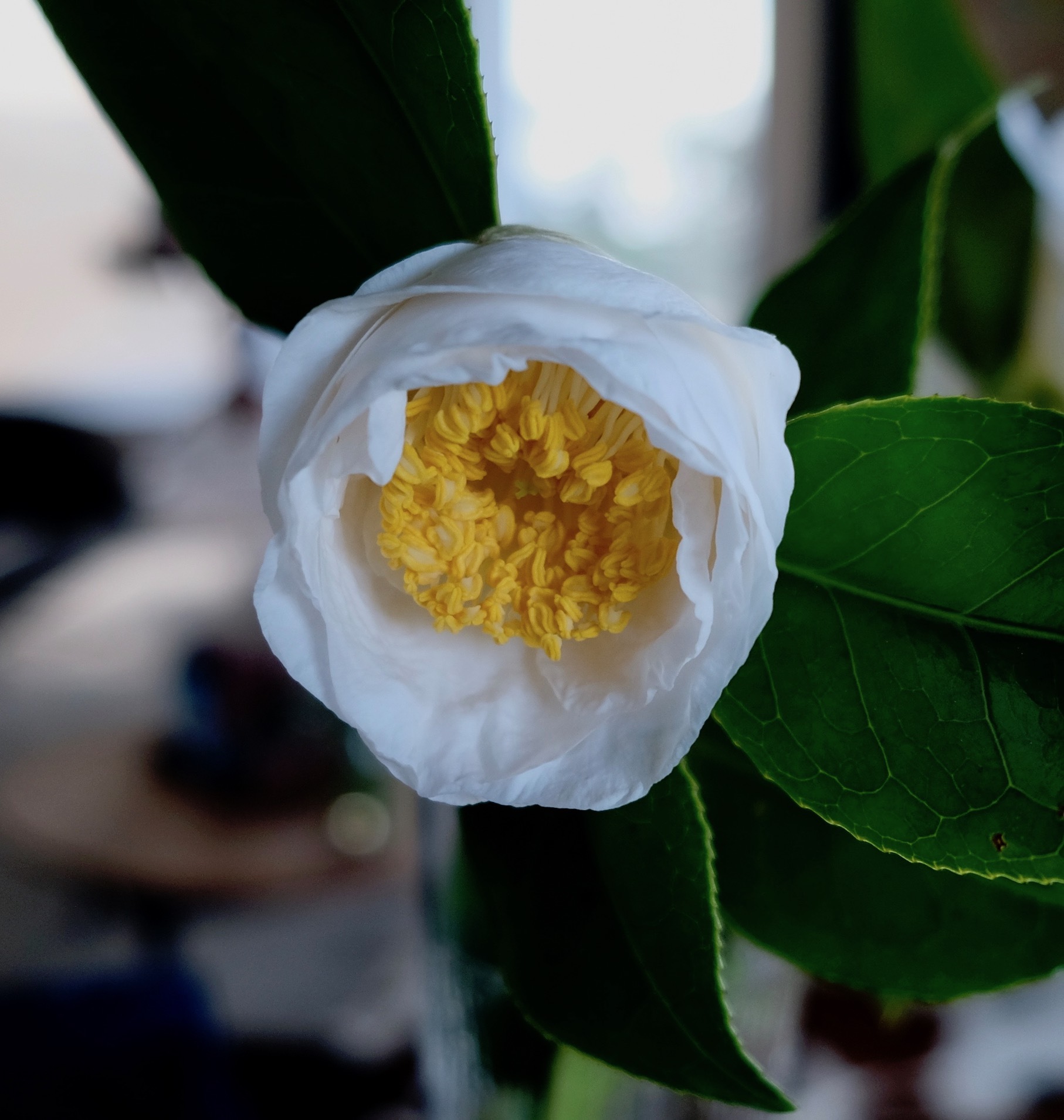 花を手向けて Flowers For Offering アメリカからニュージーランドへ