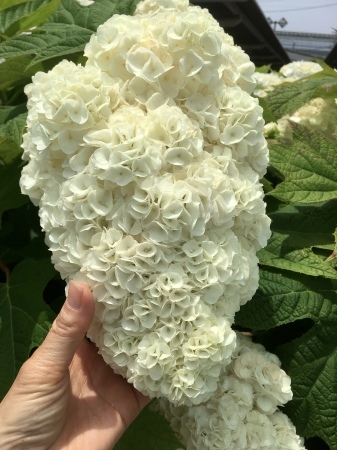 ソフトクリームのような紫陽花 Bloom Works
