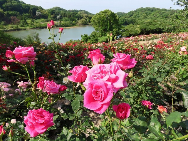 種松山の春薔薇 5月30日 夢民谷住人の日記4