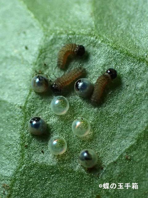 年6月上旬 赤城山のヒメギフチョウ幼虫調査 蝶の玉手箱