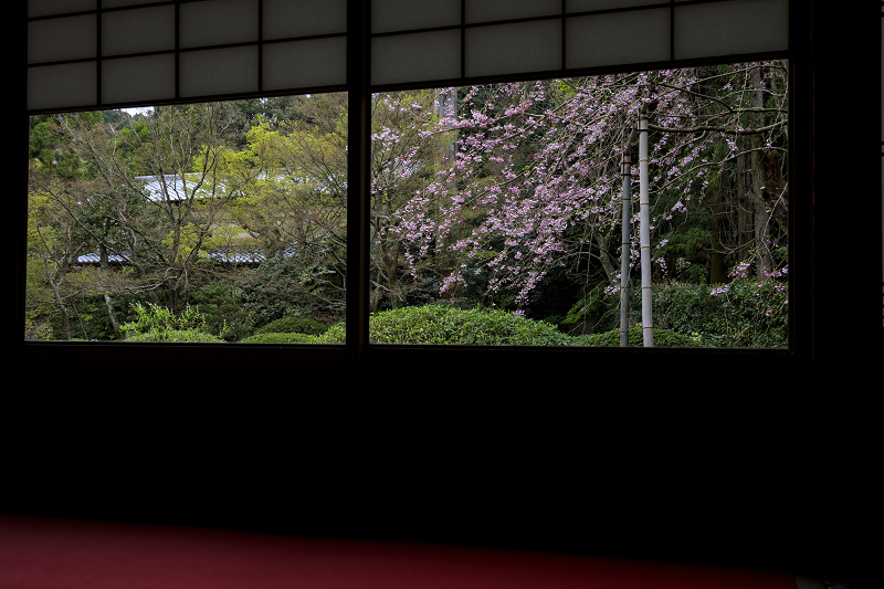 2020桜咲く京都 さくらと春の花咲く雲龍院_f0155048_23554669.jpg